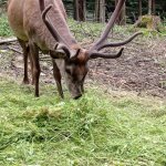 phoca_thumb_m_2. den vp 10 Fotogalerie